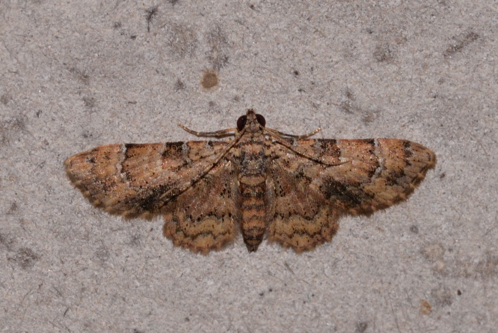 Gymnoscelis holocapna