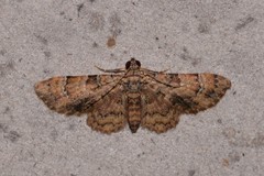 Gymnoscelis holocapna