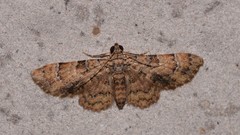 Gymnoscelis holocapna