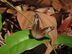 Lebadea martha parkeri