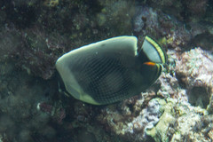 Chaetodon reticulatus