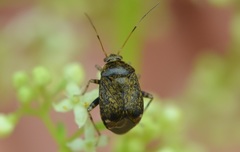 Polymerus holosericeus