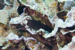 Cirripectes stigmaticus