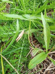 Chorthippus brunneus