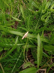 Chorthippus brunneus