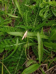 Chorthippus brunneus