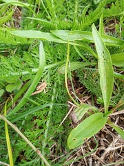 Chorthippus brunneus