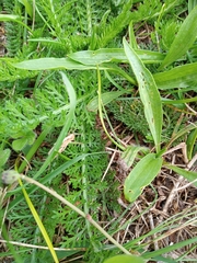 Chorthippus brunneus