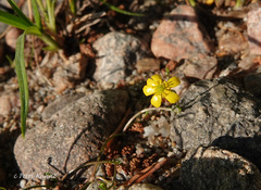 Ranunculus reptans