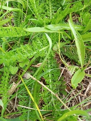 Chorthippus brunneus