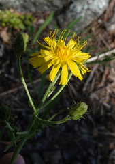 Hieracium umbellatum