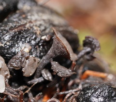 Banksiamyces macrocarpus