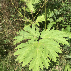 Heracleum mantegazzianum