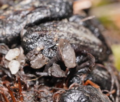 Banksiamyces macrocarpus