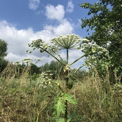 Heracleum mantegazzianum