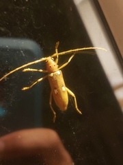 Eburia quadrigeminata