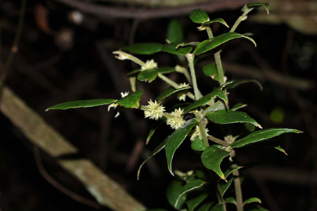 Lasianthus curtisii