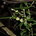 Lasianthus curtisii - Photo (c) 方伊琳(阿鈣), algunos derechos reservados (CC BY-NC), subido por 方伊琳(阿鈣)