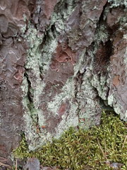 Hypocenomyce scalaris