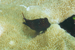 Cirripectes stigmaticus