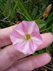 Convolvulus arvensis
