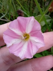 Convolvulus arvensis