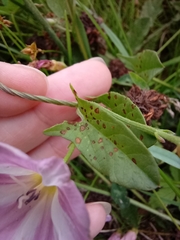 Convolvulus arvensis