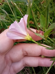 Convolvulus arvensis