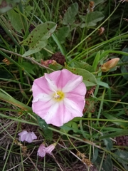Convolvulus arvensis