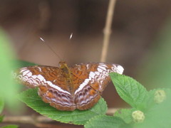 Lebadea martha parkeri
