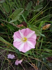 Convolvulus arvensis