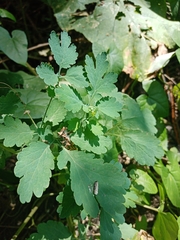 Chelidonium majus
