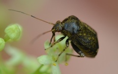 Polymerus holosericeus