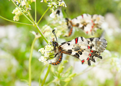 Zerynthia deyrollei