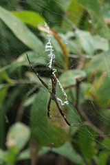 Argiope radon