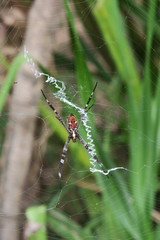 Argiope radon