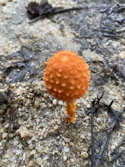 Agaricus trisulphuratus