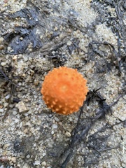 Agaricus trisulphuratus
