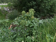 Archangelica brevicaulis