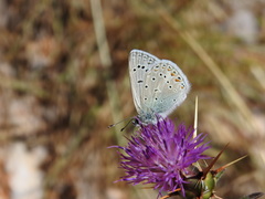 Polyommatus juno