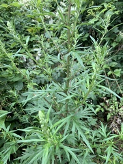 Artemisia vulgaris