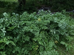 Archangelica brevicaulis