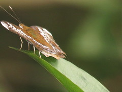 Lebadea martha parkeri