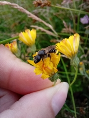Lasioglossum
