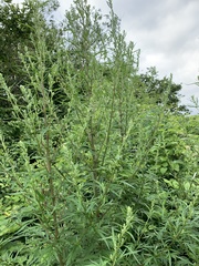 Artemisia vulgaris