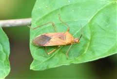 Plinachtus acicularis