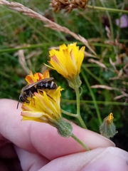 Lasioglossum