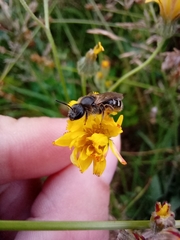 Lasioglossum