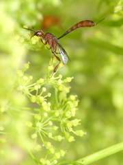 Gasteruption hastator