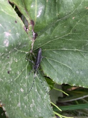 Agapanthia turanica